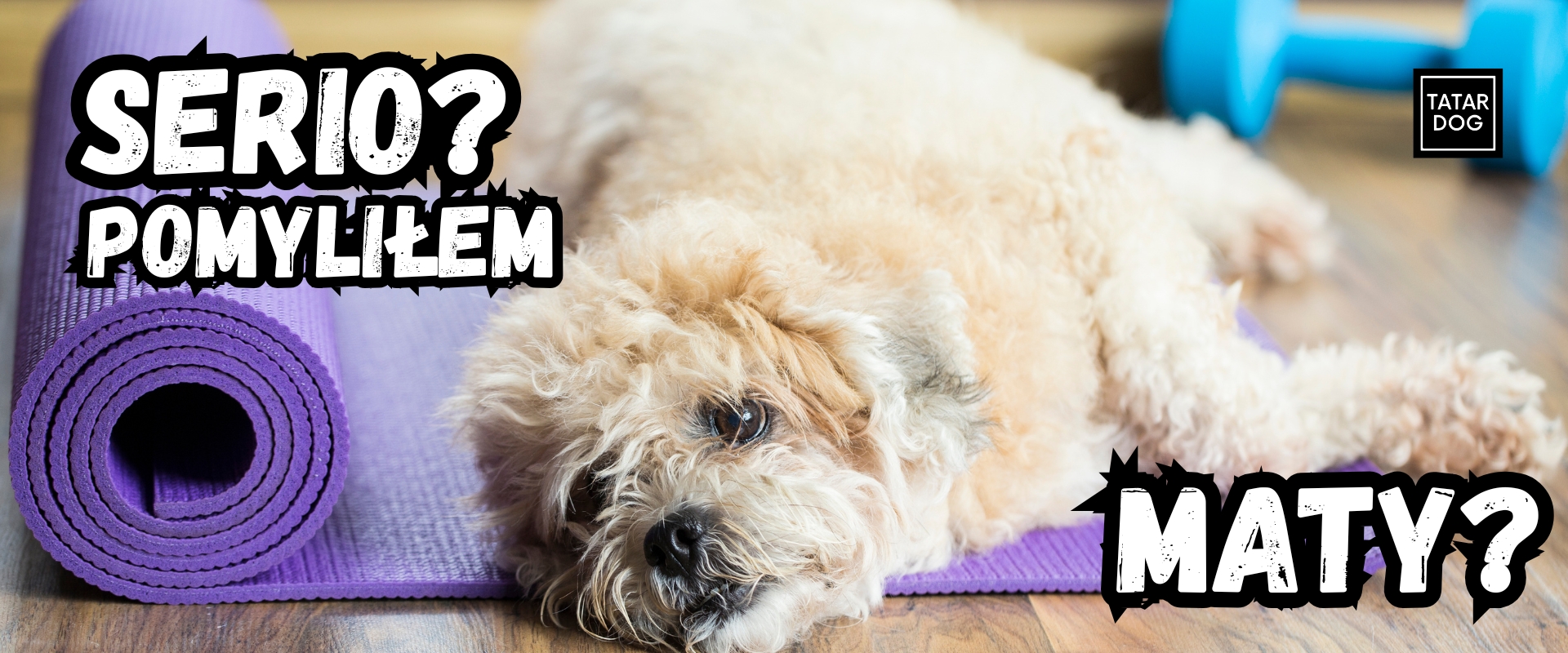 nauka czystości w domu dla małych psów